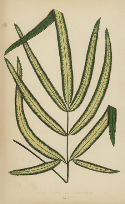 Pteris Cretica, Variety Albo-Lineata by English School